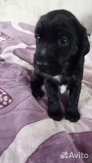 Щенок спаниэля