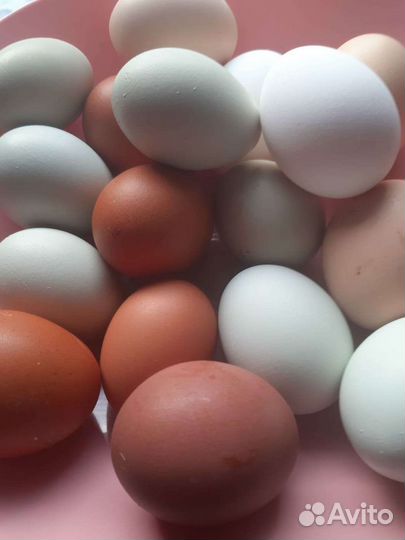 Инкубационное яйцо