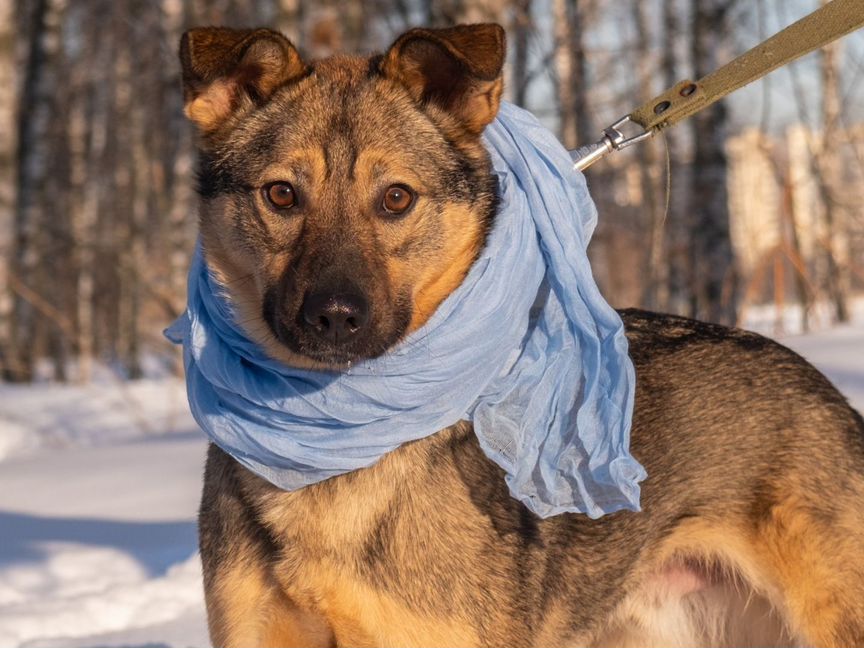 Гром, миниатюрный песик ищет семью