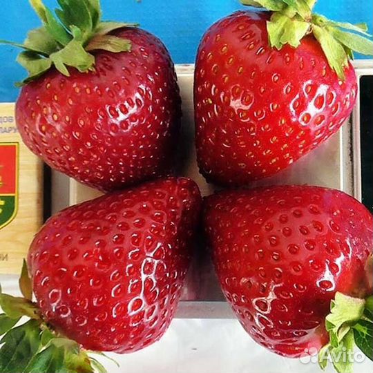 Рассада клубники элитная