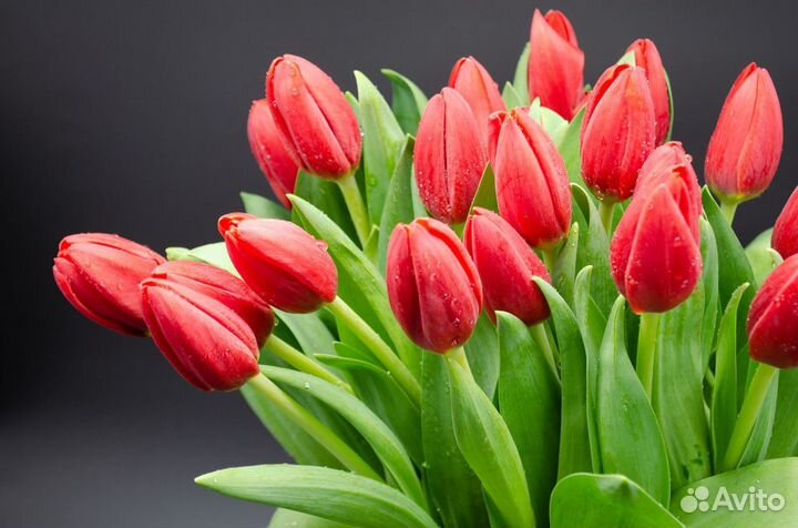 Тюльпан Red Power Поштучно