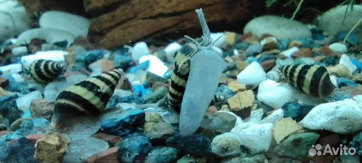 Улитка хелена