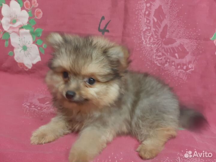 Померанский шпиц мини мальчик