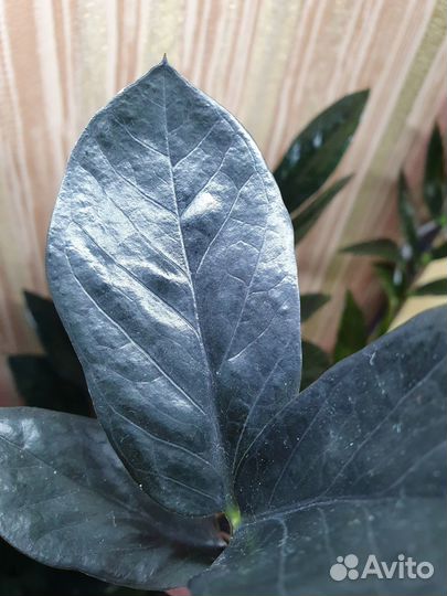 Черный замиокулькас (долларовое дерево)