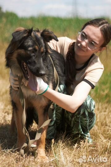 Застенчивая собака подросток ждет своих людей