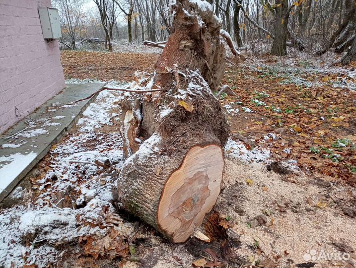 Спил деревьев, вывоз. Выкрчевывание. Кошение травы