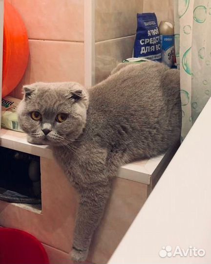 Вязка кошки