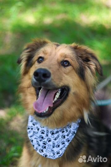 Собаки бесплатно в добрые руки, щенки, овчарки