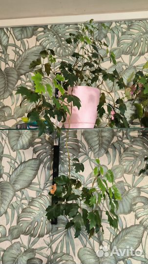 Циссус. Комнатная берёзка. Цветок домашний