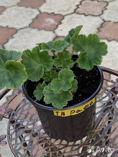 Пеларгония герань та Рафаэлла