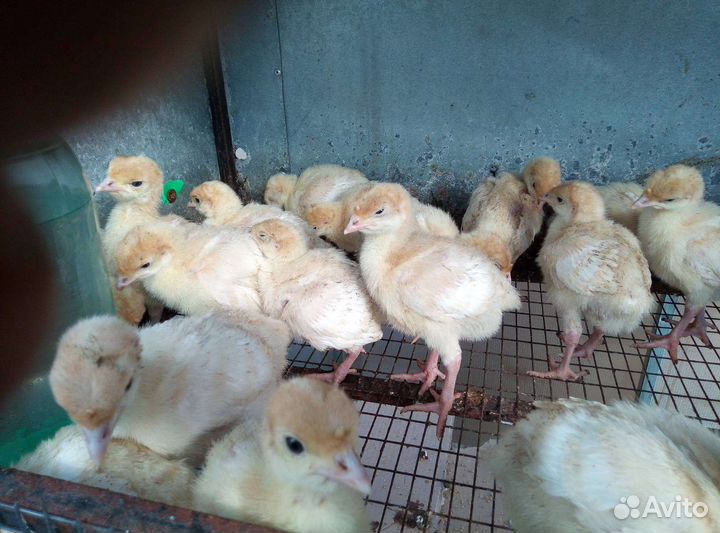 Цыплята, индюшата, утки
