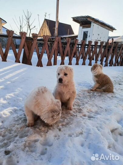 Среднеазиатская овчарка алабай в добрые руки