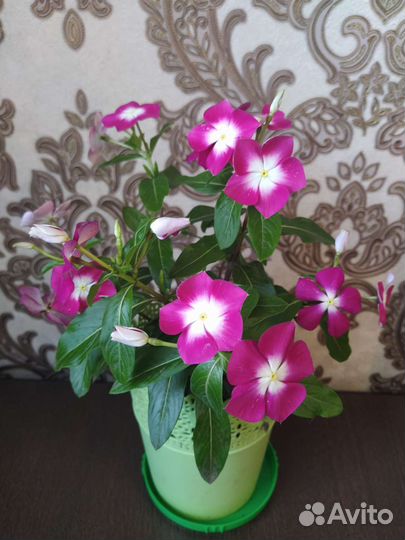 Катарантус