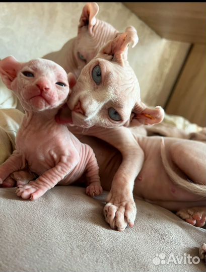 Канадский сфинкс эльф на вязку