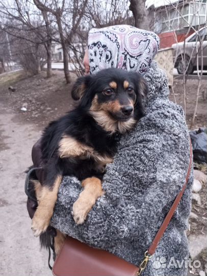 Найдена собака