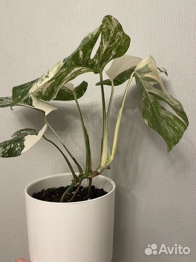 Монстера вариегатная альба