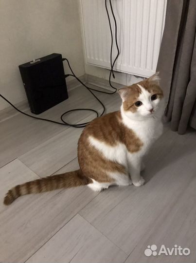 Шотландский кот