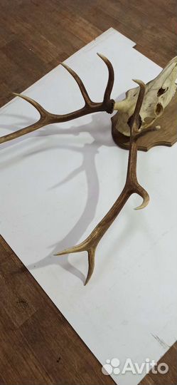 Рога оленя