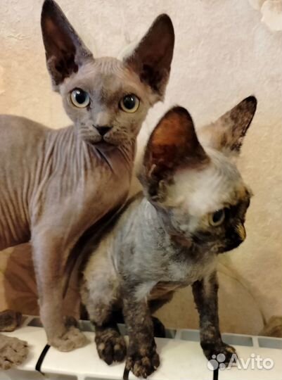 Котята девон-рекс