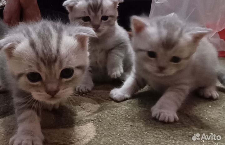 Шотландские вислоухие котята