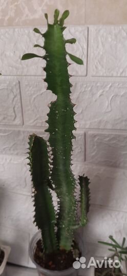 Фикус, эуфорбия