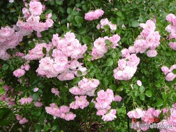 Непрерывноцветущая Роза шраб Боника/Bonica