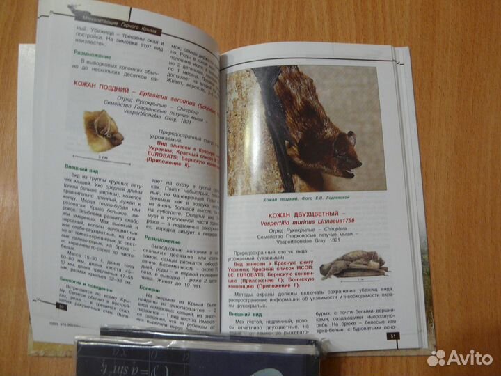 Млекопитающие горного Крыма