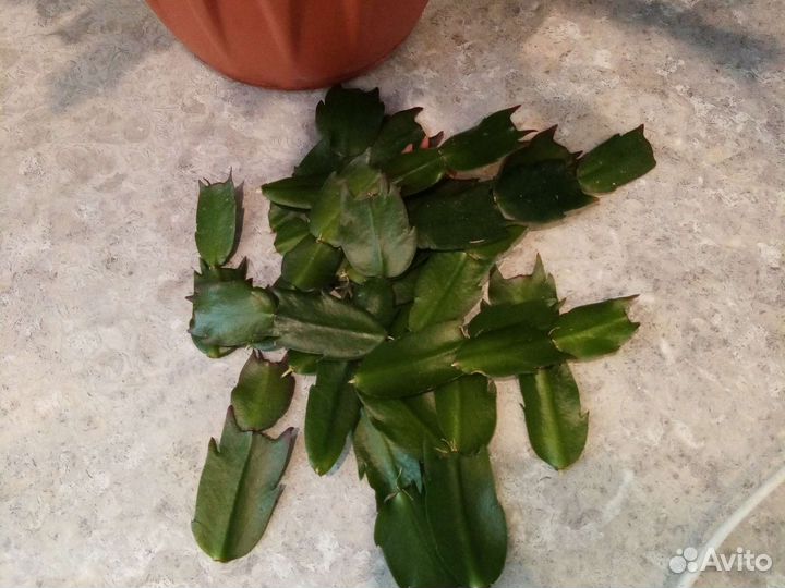 Декабрист шлюмбергера samba brasil