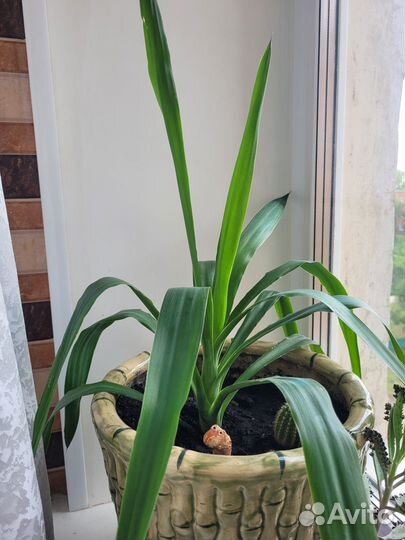 Пальма юкка