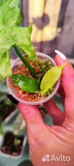 Филодендроны редкие