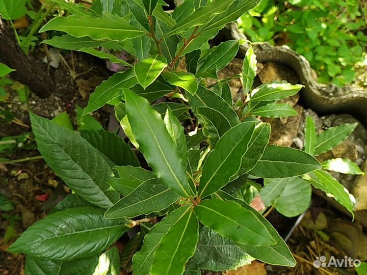 Мушмула,ежевика, кипрский базилик