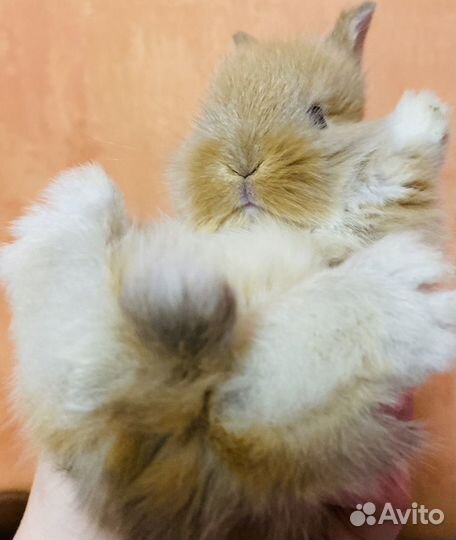 Декоративные крольчата