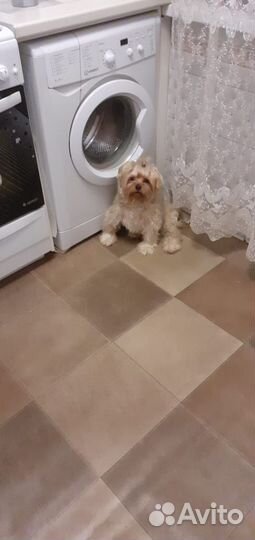 Йоркширский терьер