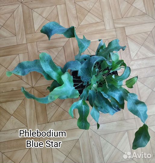 Флебодиум Блю Стар папоротник/Phlebodium Blue Star