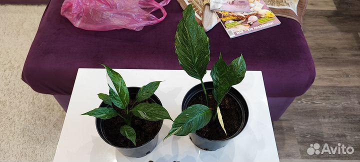 Спатифиллум