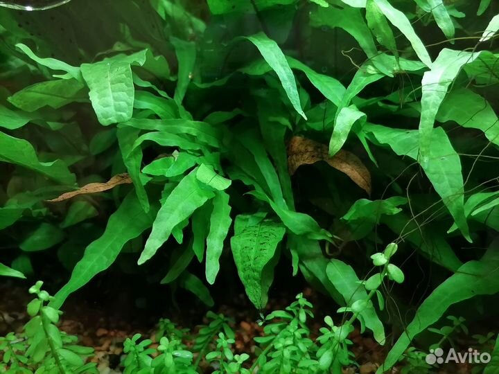 Папоротник таиландский (Microsorum pteropus)