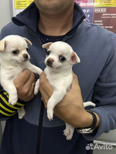 Щенки чихуахуа мальчики