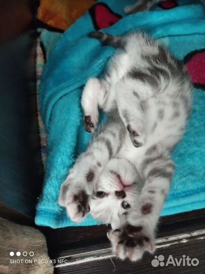 Британские вислоухие котята