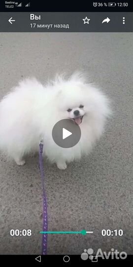 Шпиц померанский вязка