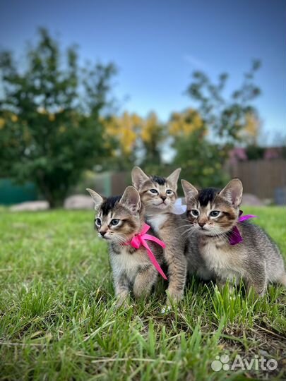 Абиссинские котята
