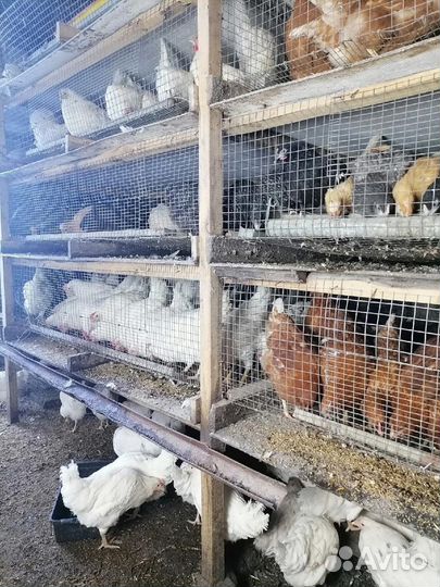 Куры молодки несушки