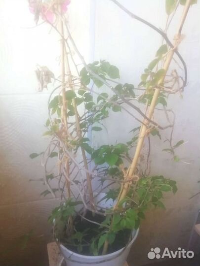 Бугенвиллия 3 года, 3 цвета