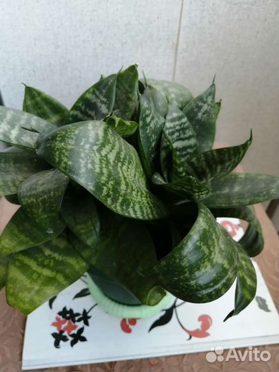 Сансевиерия сортовая