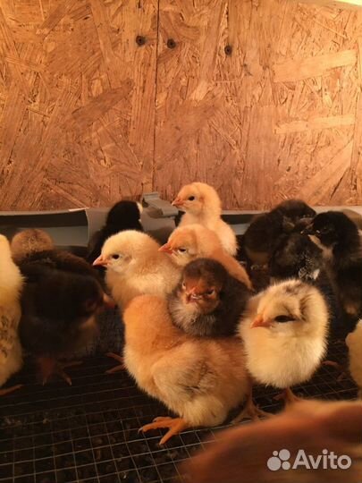 Домашние цыплята