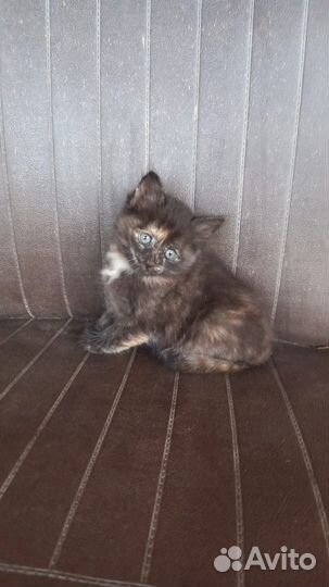 Кошки в добрые руки бесплатно