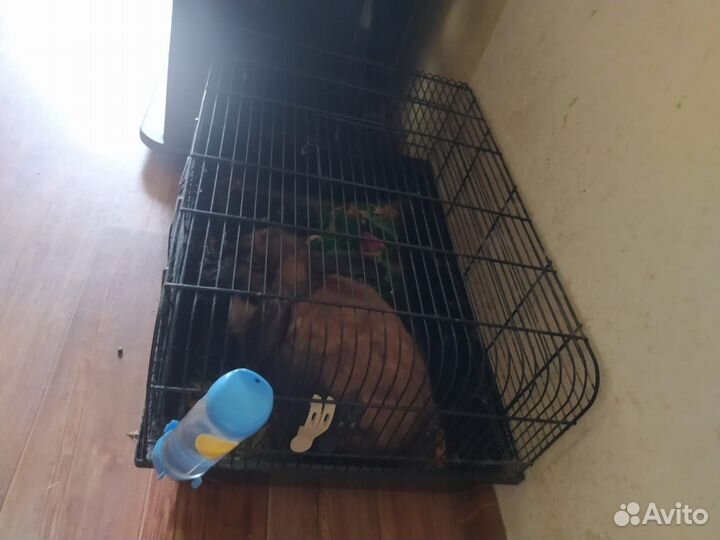 Кролик декоративный