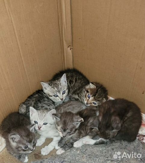 Шотландская