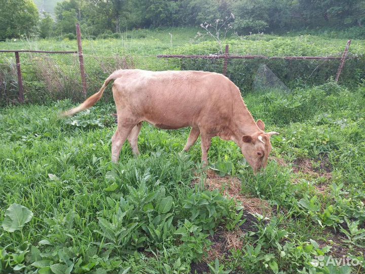 Коровы-телки