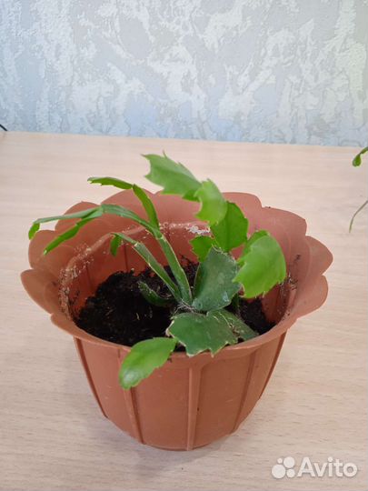 Комнатные цветы декабрист