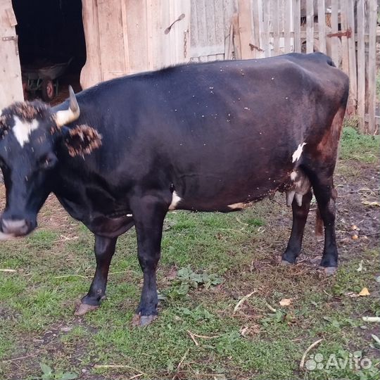 Корова дойная 2 отела